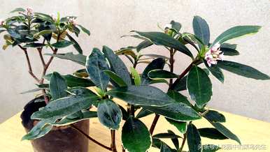 什么是瑞香花花语？瑞香花图片花语大全