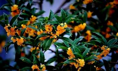 兰花和桂花的寓意象征，桂花的寓意和象征是什么？