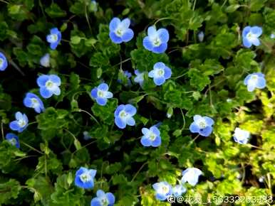 春天开什么花？春天开什么花？