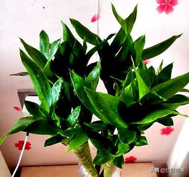 水培富贵竹生根后怎么养？水培富贵竹生根后怎么办？