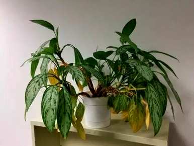 花叶发黄的原因是什么？如何施肥？花叶发黄的原因是什么？