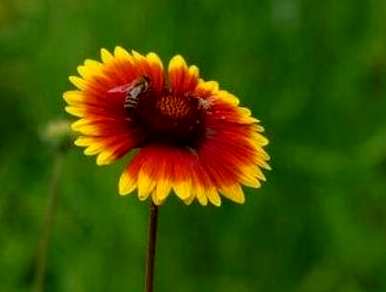 天人菊种子什么时候播种，天人菊黑心菊种子播种前用水浸泡吗？