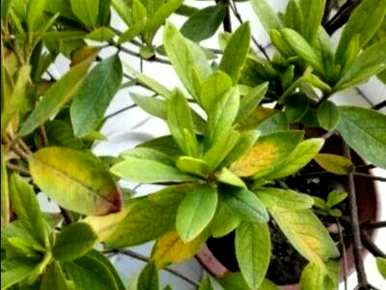 佛山花叶发黄的原因是什么？花叶发黄怎么办？