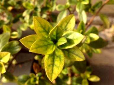 佛山花叶发黄的原因是什么？花叶发黄怎么办？