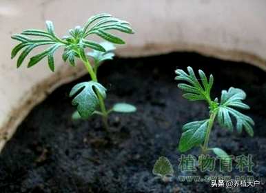 波斯菊种子的种植方法，波斯菊种子是如何产生的
