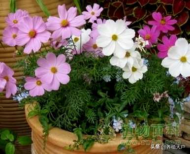 波斯菊种子的种植方法，波斯菊种子是如何产生的