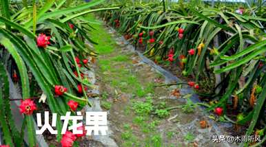 阳台火龙果种植，火龙果如何种植？