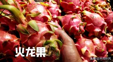 阳台火龙果种植，火龙果如何种植？