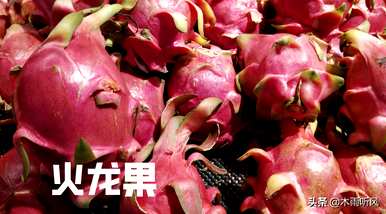 阳台火龙果种植，火龙果如何种植？