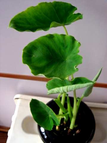 滴水观音有毒吗？海芋滴水观音有毒吗？