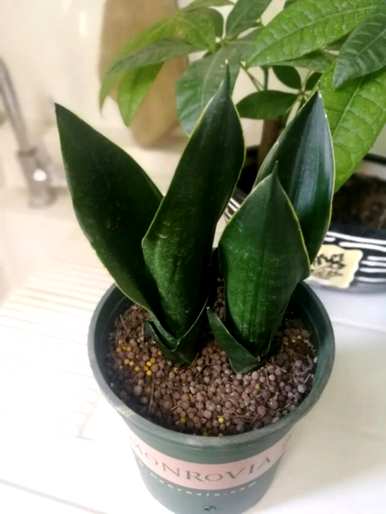 虎皮兰最贵的品种是什么，虎皮兰金丝雀是什么品种？