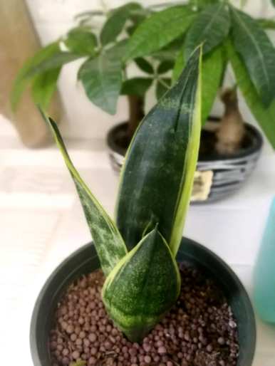 虎皮兰最贵的品种是什么，虎皮兰金丝雀是什么品种？