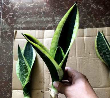 虎皮兰最贵的品种是什么，虎皮兰金丝雀是什么品种？