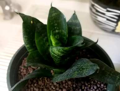 虎皮兰最贵的品种是什么，虎皮兰金丝雀是什么品种？