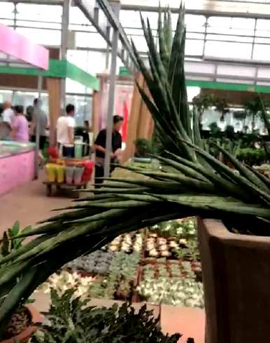 虎皮兰最贵的品种是什么，虎皮兰金丝雀是什么品种？