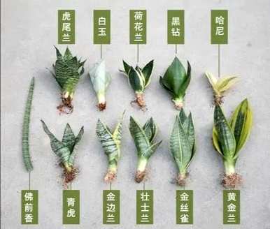 虎皮兰最贵的品种是什么，虎皮兰金丝雀是什么品种？