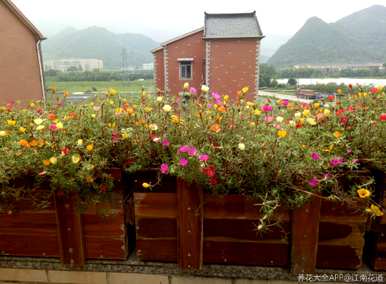 花期最长的花排名是什么？花期最长的花是什么？