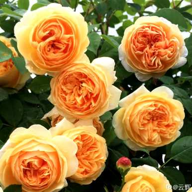 花期最长的花排名是什么？花期最长的花是什么？