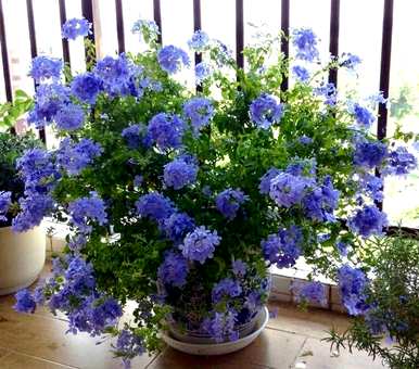 花期最长的花排名是什么？花期最长的花是什么？