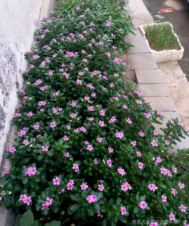 花期最长的花排名是什么？花期最长的花是什么？
