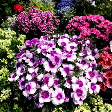花期最长的花排名是什么？花期最长的花是什么？