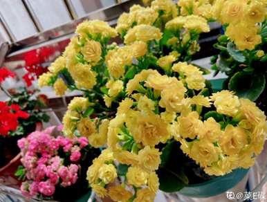 花期最长的花排名是什么？花期最长的花是什么？