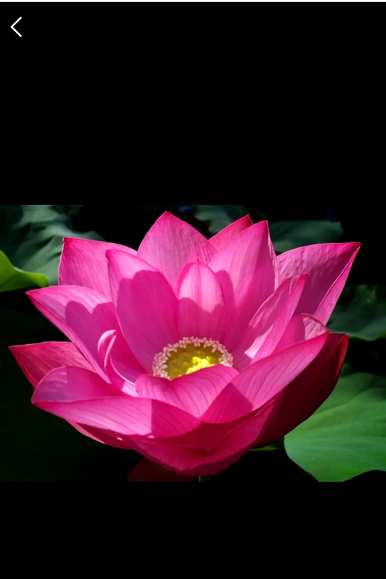 荷花壁画的寓意象征意义、花语、寓意和象征