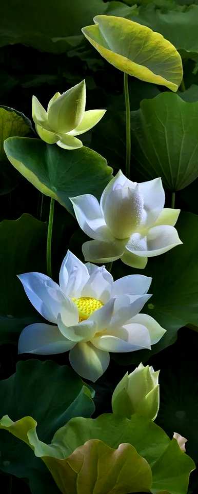 荷花壁画的寓意象征意义、花语、寓意和象征