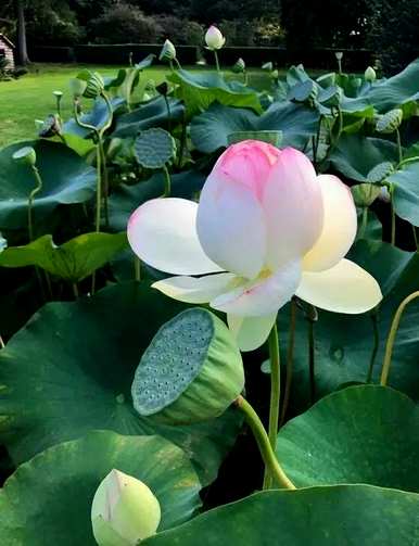 荷花壁画的寓意象征意义、花语、寓意和象征