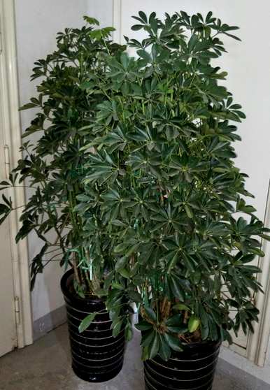 鸭掌木盆栽怎么养？鸭掌木盆栽应该施什么肥料？