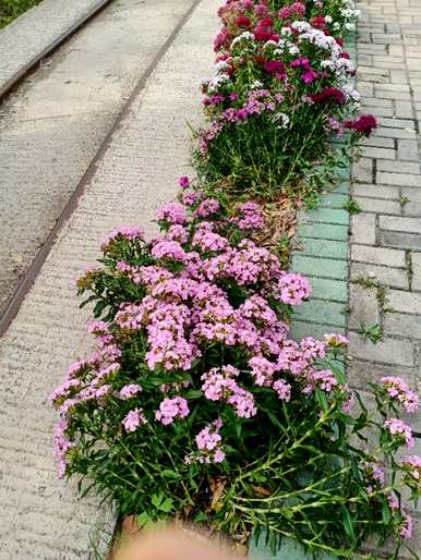 石竹花语的寓意是什么，石竹花的寓意是什么？