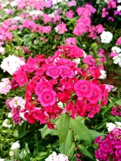 石竹花语的寓意是什么，石竹花的寓意是什么？