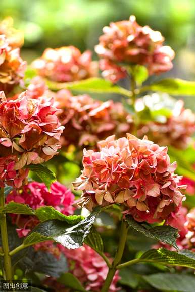 八仙花绣球的特点，八仙花的介绍和特点