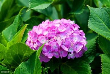 八仙花绣球的特点，八仙花的介绍和特点