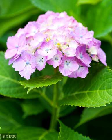 八仙花绣球的特点，八仙花的介绍和特点