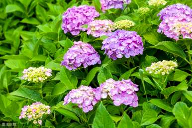 八仙花绣球的特点，八仙花的介绍和特点