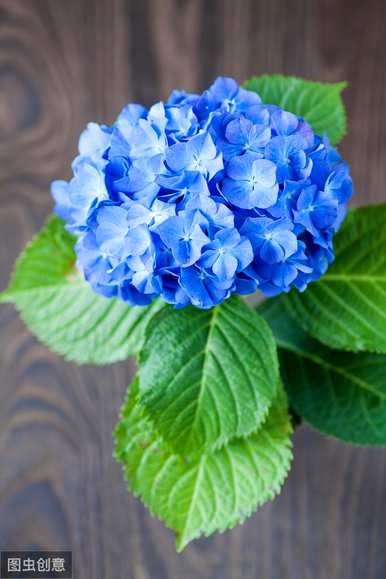 八仙花绣球的特点，八仙花的介绍和特点