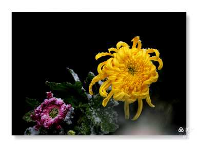 菊花的特点和品质是什么，菊花的品质和精神是什么