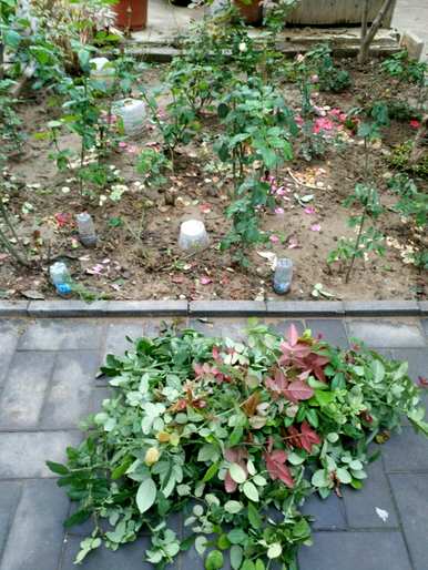 月季花修剪方法图，月季花冬季如何修剪？