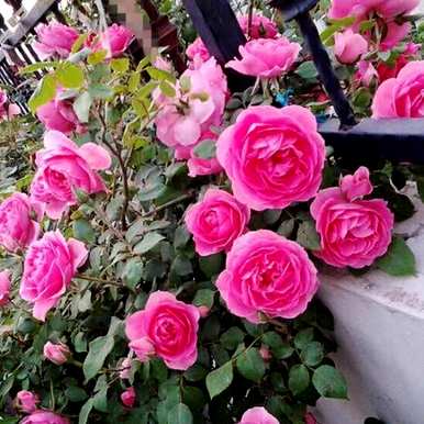 月季花修剪方法图，月季花冬季如何修剪？