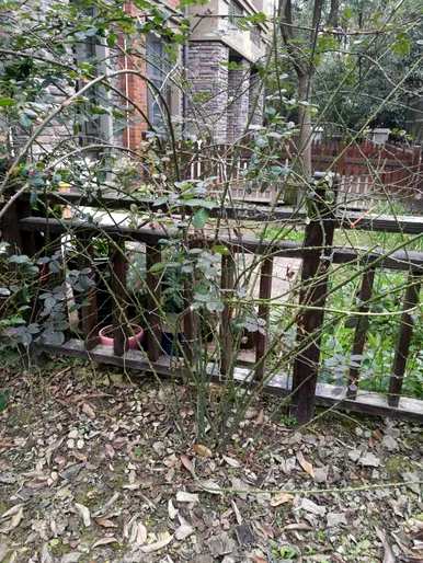 月季花修剪方法图，月季花冬季如何修剪？