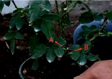 月季花修剪方法图，月季花冬季如何修剪？
