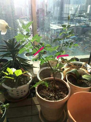 月季花修剪方法图，月季花冬季如何修剪？