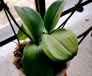 蝴蝶兰的叶子变软了，花枯萎了怎么补救，蝴蝶兰的叶子变软了怎么办？