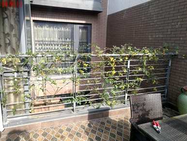 月季花修剪方法图，月季花冬季如何修剪？