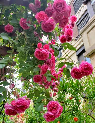 月季花修剪方法图，月季花冬季如何修剪？