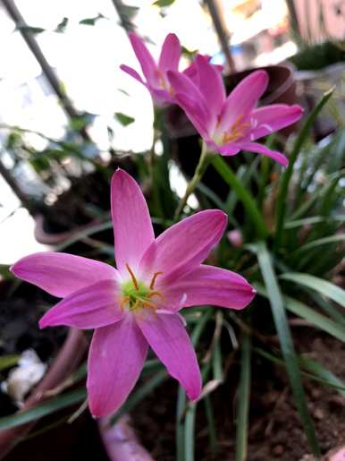 一月到十二月什么花开，一月到十二月花的名字？