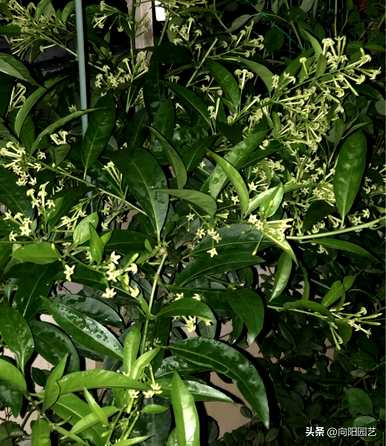 夜来香花图片大全图，夜来香花图片大全欣赏