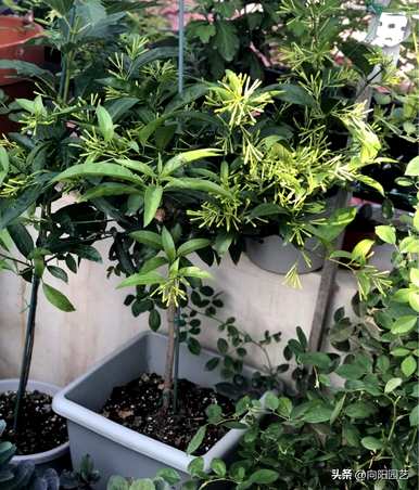夜来香花图片大全图，夜来香花图片大全欣赏