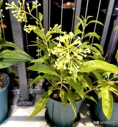 夜来香花图片大全图，夜来香花图片大全欣赏